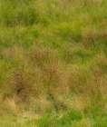 USA-Washington State-Issaquah and grassy field Landscape Print